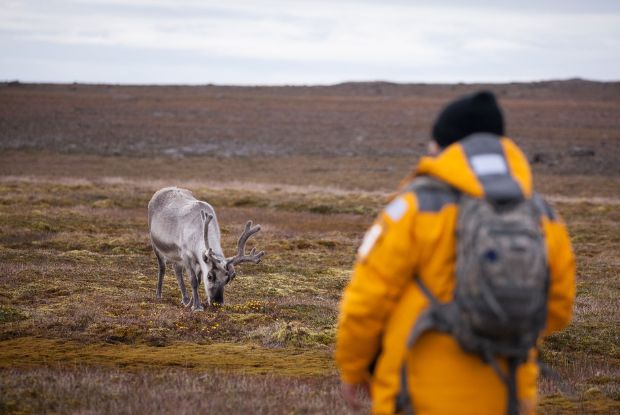 Caribou, Arctic