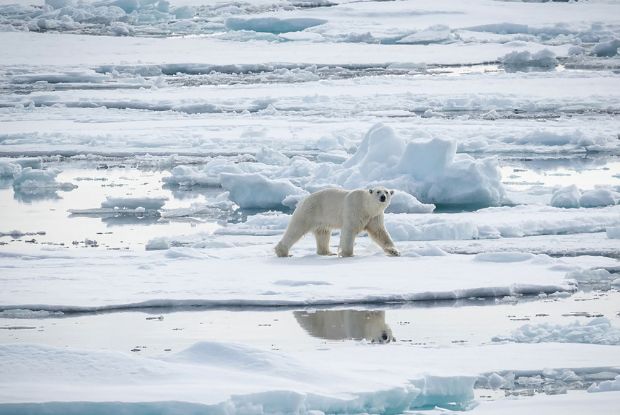 Polar bear, Arctic