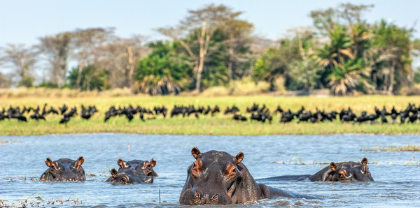 Hippos, Botswana