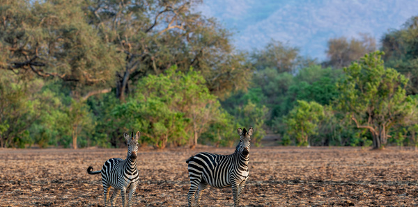 Zebras Mana Pools National Park